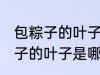 包粽子的叶子是什么植物的叶子 包粽子的叶子是哪种植物的叶子