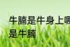 牛腩是牛身上哪里的肉 什么位置的肉是牛腩