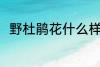 野杜鹃花什么样 野杜鹃花简单介绍