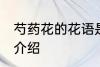 芍药花的花语是什么啊 芍药花的花语介绍