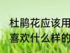 杜鹃花应该用什么样的土来养 杜鹃花喜欢什么样的土壤