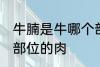 牛腩是牛哪个部位的肉 牛腩是牛什么部位的肉