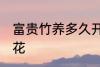 富贵竹养多久开花 富贵竹养多久会开花