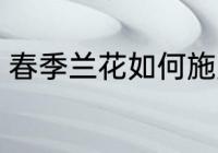 春季兰花如何施肥 春季兰花施肥方法