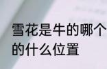 雪花是牛的哪个部位肉 雪花牛肉在牛的什么位置