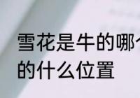 雪花是牛的哪个部位肉 雪花牛肉在牛的什么位置