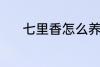 七里香怎么养 七里香养殖方法