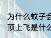 为什么蚊子会在头顶上飞 蚊子会在头顶上飞是什么原因