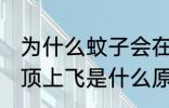 为什么蚊子会在头顶上飞 蚊子会在头顶上飞是什么原因