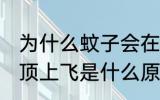 为什么蚊子会在头顶上飞 蚊子会在头顶上飞是什么原因