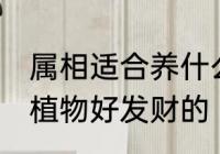 属相适合养什么植物 属相适合养什么植物好发财的