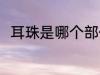 耳珠是哪个部位 耳珠是哪个部位呢