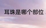 耳珠是哪个部位 耳珠是哪个部位呢