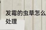 发霉的虫草怎么处理 发霉的虫草如何处理