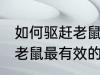 如何驱赶老鼠最有效的方法 关于驱赶老鼠最有效的方法
