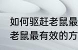 如何驱赶老鼠最有效的方法 关于驱赶老鼠最有效的方法