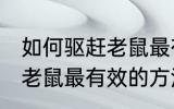 如何驱赶老鼠最有效的方法 关于驱赶老鼠最有效的方法