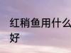 红稍鱼用什么钓最好 红稍鱼用啥钓最好