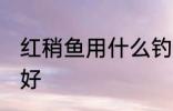 红稍鱼用什么钓最好 红稍鱼用啥钓最好