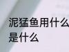 泥猛鱼用什么饵最好钓 泥猛鱼的钓饵是什么