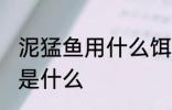 泥猛鱼用什么饵最好钓 泥猛鱼的钓饵是什么