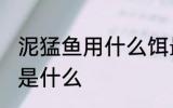 泥猛鱼用什么饵最好钓 泥猛鱼的钓饵是什么